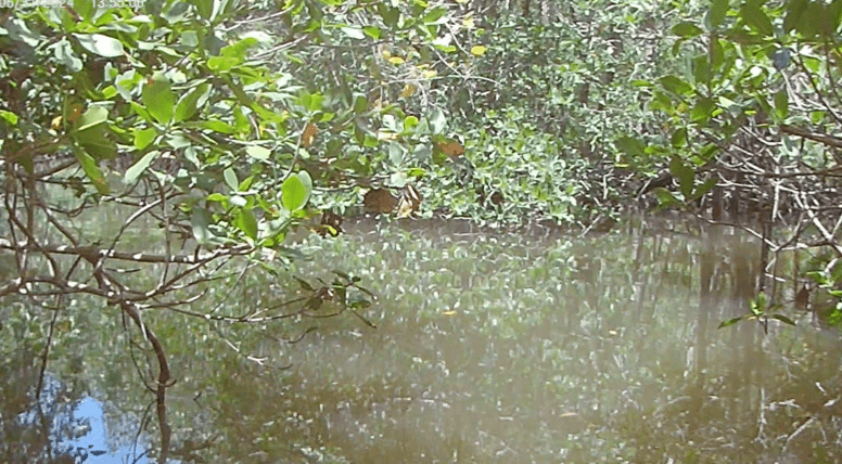 Video – Bungle in the Jungle – Canopy Lane